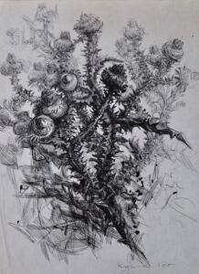 Thistle 1